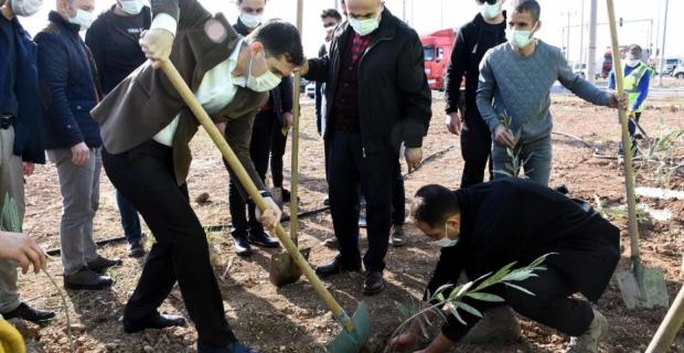 Nusaybin İpek Yolu orta refüjüne fidan dikimi başladı