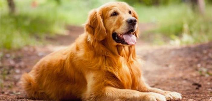 Rüyada Köpek görmenin tabiri nedir? Rüyada Köpek ısırması