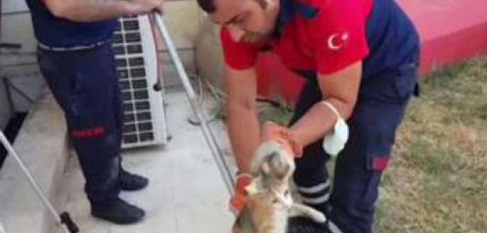 Pencere boşluğunda mahsur kalan kedi ve 4 yavrusu kurtarıldı