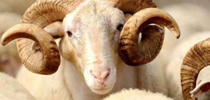 Krediyle kurban almak caiz midir? Banka kredisiyle kurban kesilebilir mi? Caiz mi, günah mıdır?