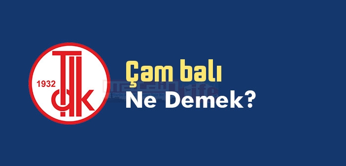 Çam balı ne demek? TDK'ya göre Çam balı sözlük anlamı nedir?