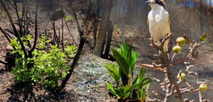 Marmaris'te yangınlar sonrası doğa canlanmaya başladı