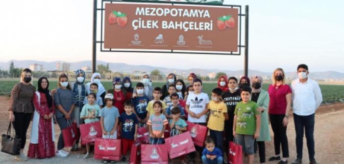 Mardin'de yetim ve öksüz çocuklar için çilek bahçesinde etkinlik