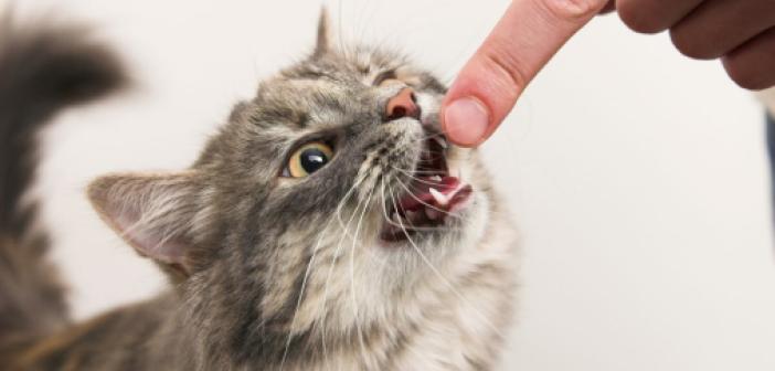 Rüyada Kedi Saldırması ne anlama gelir? Rüyada Kedi Saldırması ne demek?