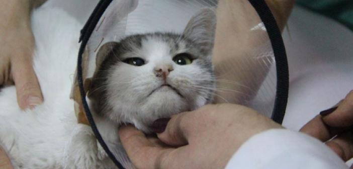 Rüyada Kedi Kesmek ne anlama gelir? Rüyada Kedi Kesmek ne demek?