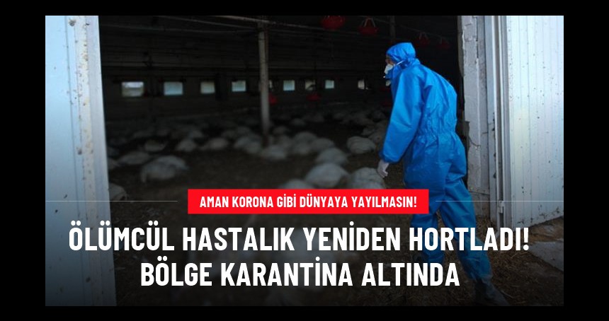 Dünyayı tedirgin edecek gribinin yeni varyantı tespit edildi, 40 bin kanatlı hayvan itlaf edilecek