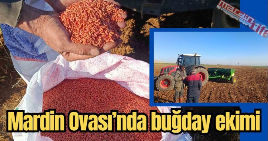 Mardin Ovası’nda buğday ekimi başladı