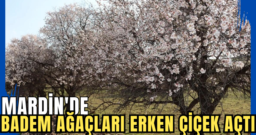 Mardin'de Badem Ağaçları Erken Çiçek Açtı