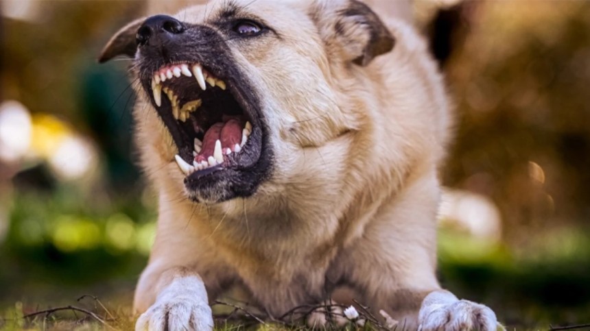 Kabir ziyaretinde köpeklerinin saldırısına uğradı hayatını kaybetti