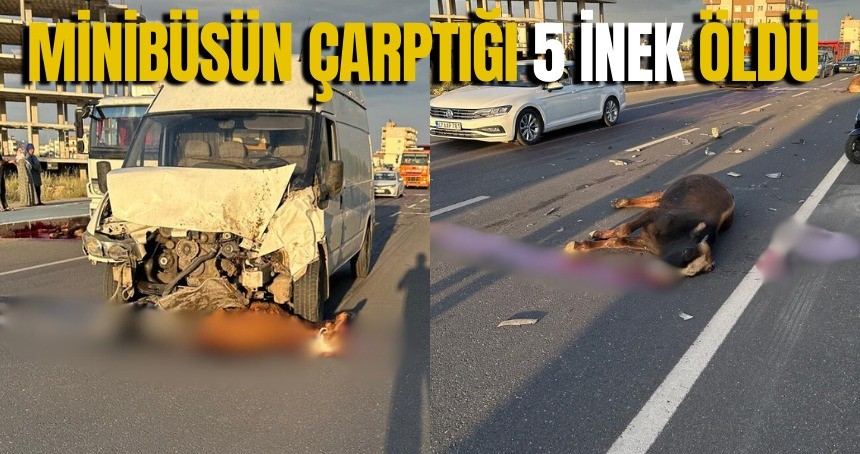 Minibüsün çarptığı 5 inek öldü
