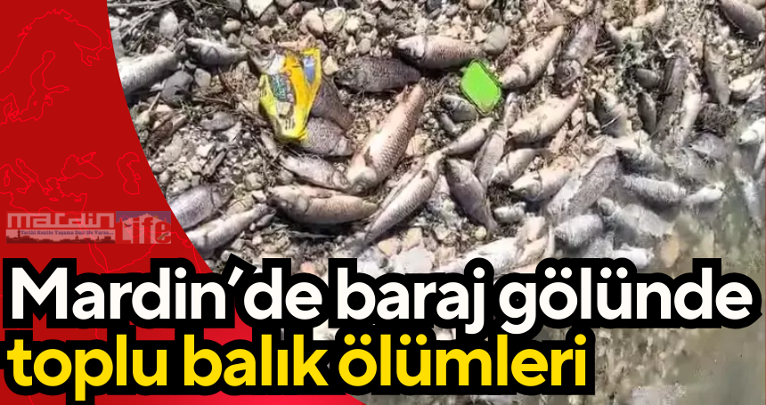 Mardin’de baraj gölünde toplu balık ölümleri