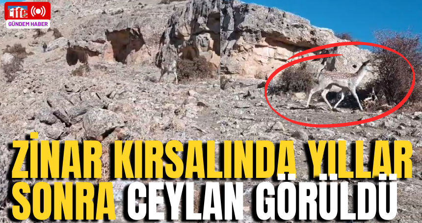 Zinar Kırsalında Yıllar Sonra Ceylan Görüldü