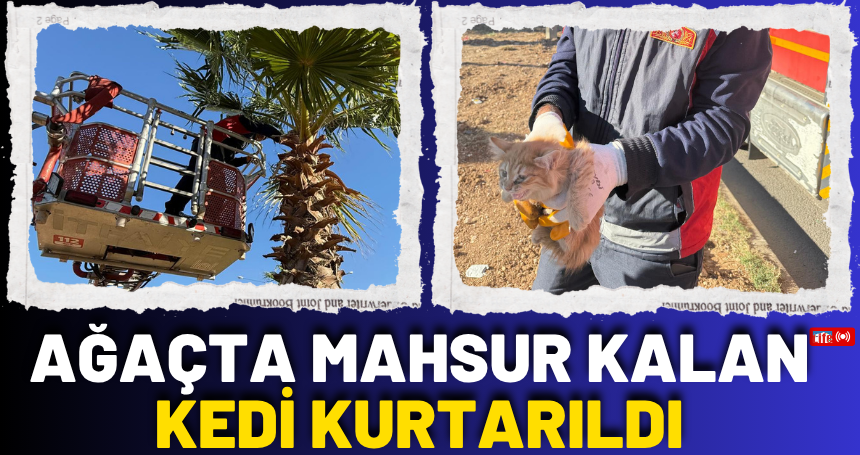Ağaçta mahsur kalan kedi kurtarıldı