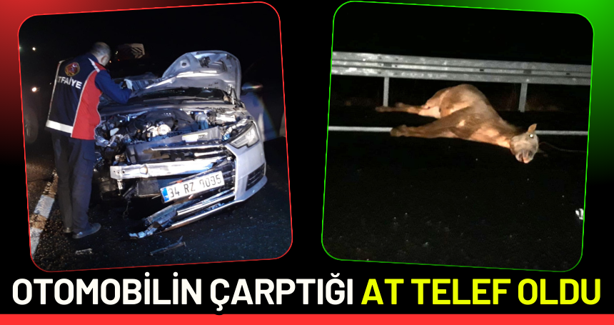 Mardin'de otomobilin çarptığı at telef oldu