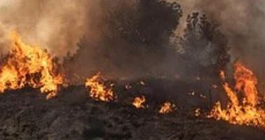 Güney Afrika'da orman yangınlarında 100 bin hektarlık alan zarar gördü