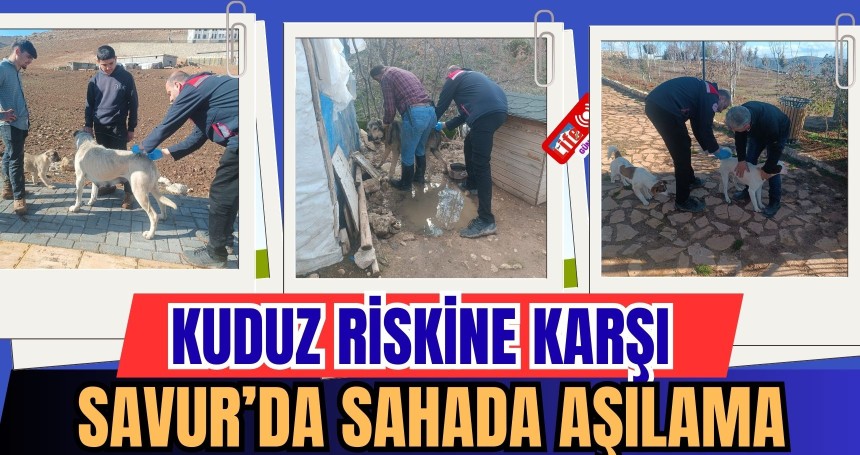 Kuduz riskine karşı Savur’da sahada aşılama