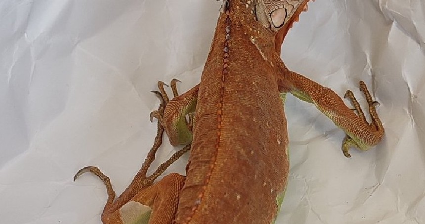 Nevşehir'de izinsiz iguana besleyen kişiye para cezası