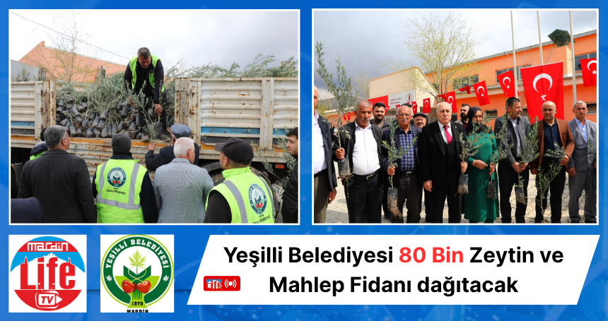 Yeşilli Belediyesi 80 Bin Zeytin ve Mahlep Fidanı dağıtacak