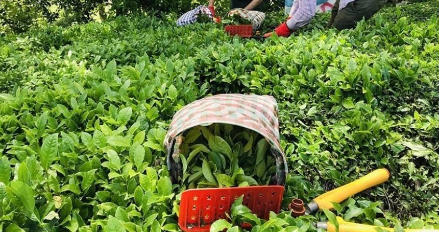 ÇAYKUR yüzlerce personel alımı yapacak! İşte başvuru şartları...