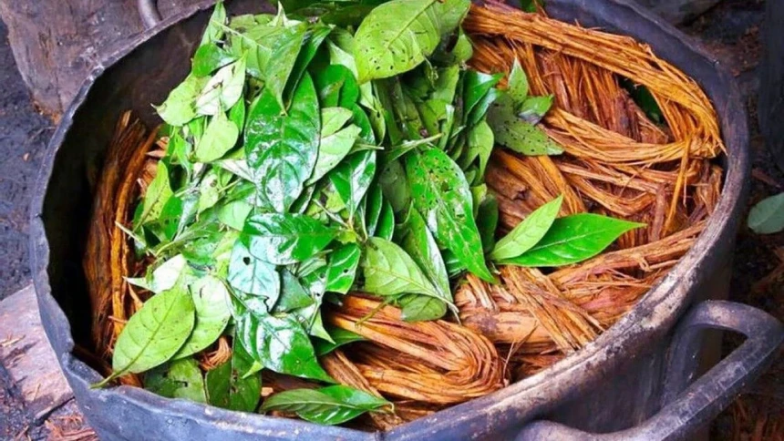 Ayahuasca çayı nedir? Ayahuasca çayı yasak mı? İçeriğinde neler var? Ayahuasca çayı tehlikeli mi?