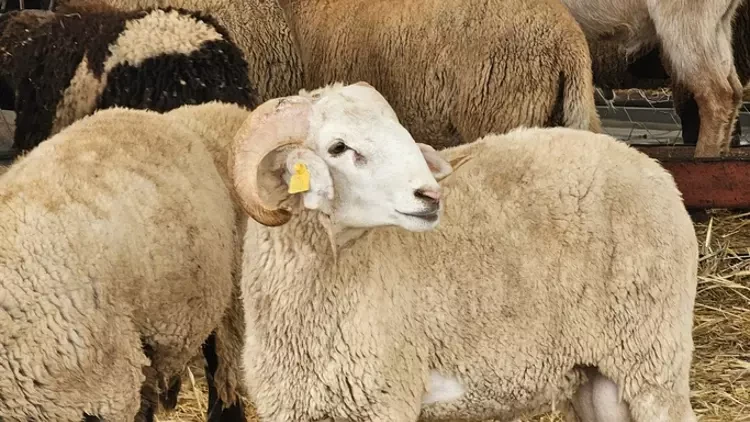 Vekaleten kurban bağışı nedir? Kurban vekaleti nasıl alınıp verilir?