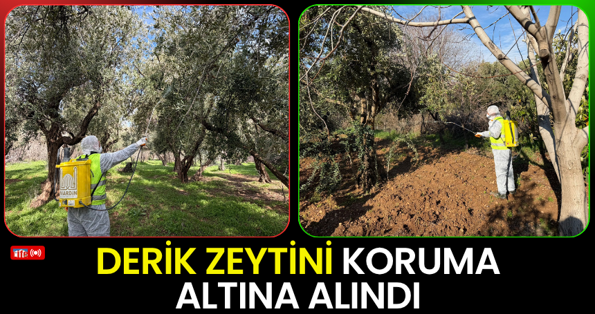Derik zeytini koruma altına alındı