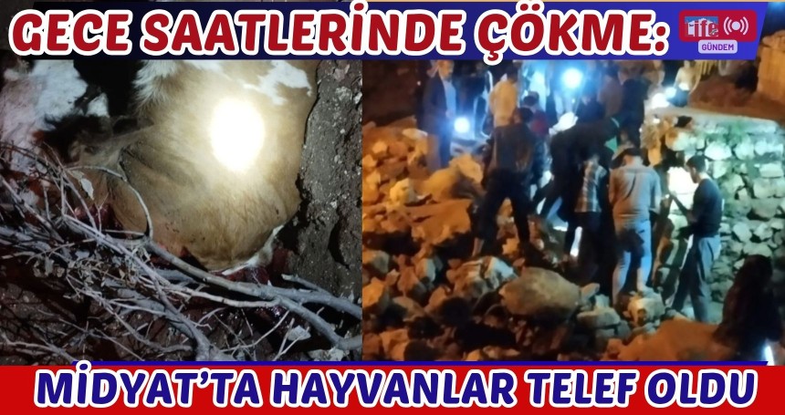 Gece Saatlerinde Çökme: Midyat’ta Hayvanlar Telef Oldu