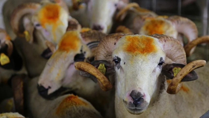 2026 Kurban Bayramı ne zaman, hangi güne denk geliyor?