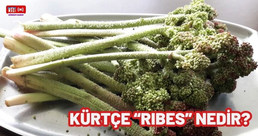 Kürtçe "rıbes" nedir? "Rıbes" ne anlama geliyor? Türkçe karşılığı nedir?