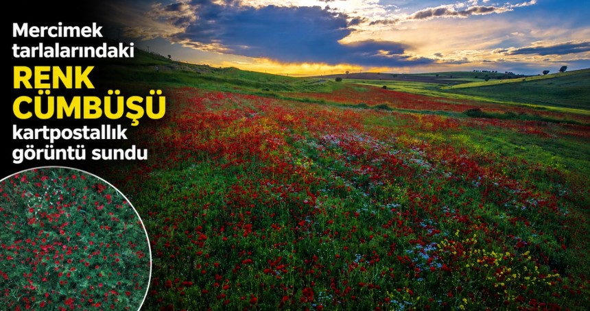 Mercimek tarlalarındaki renk cümbüşü kartpostallık görüntü sundu