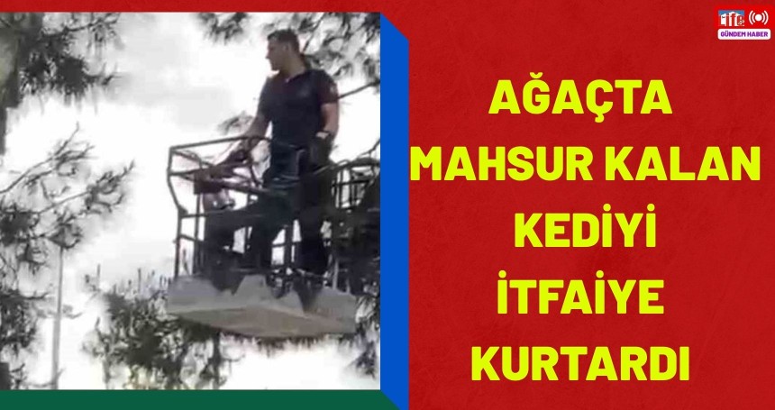 Ağaçta mahsur kalan kediyi itfaiye kurtardı