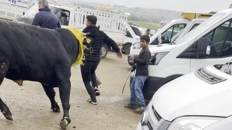 Canlı hayvan borsasında kaçan boğa paniğe neden oldu