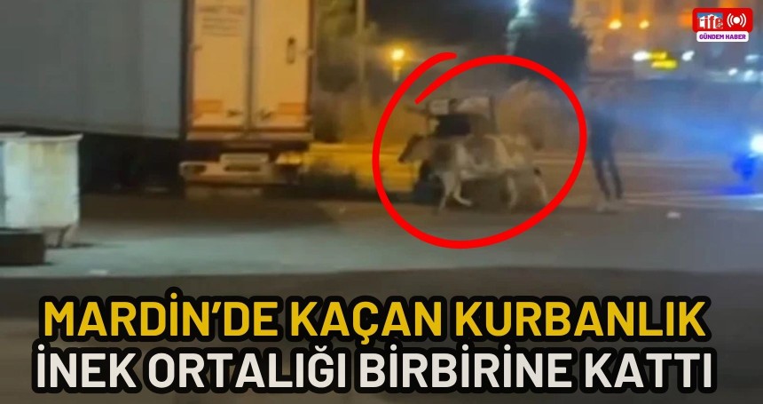 Mardin’de kaçan kurbanlık inek ortalığı birbirine kattı