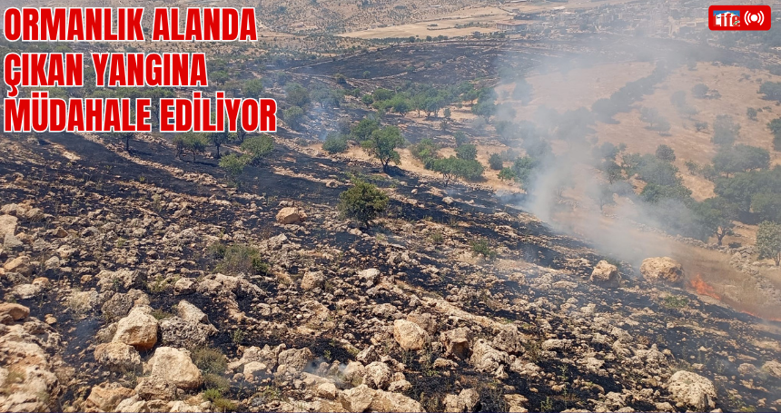 Mardin'de ormanlık alanda çıkan yangına müdahale ediliyor