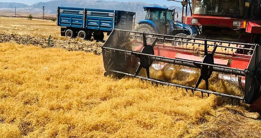 Şırnak’ta atıl araziler TAKE Projesi ile kırmızı mercimek üretimine kazandırıldı