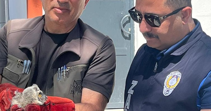 Battalgazi zabıtası bulduğu yavru baykuşu koruma altına aldı
