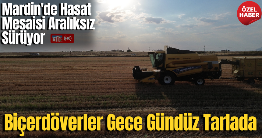 Mardin'de Hasat Mesaisi Aralıksız Sürüyor: Biçerdöverler Gece Gündüz Tarlada