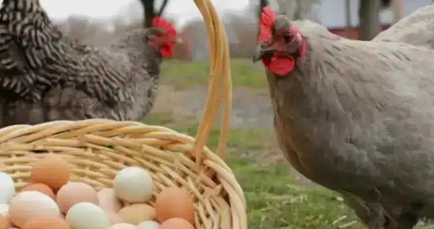 Mayısta tavuk yumurtası üretimi yüzde 21,6 arttı