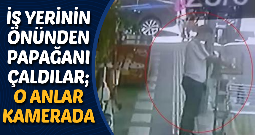 İş yerinin önünden papağanı çaldılar; o anlar kamerada
