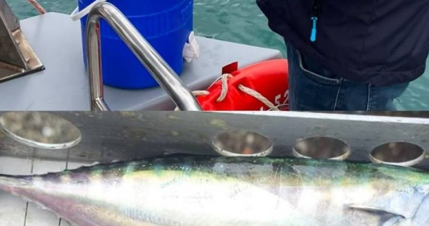 Palamut avı yasağına uymayan 21 kişiye ceza