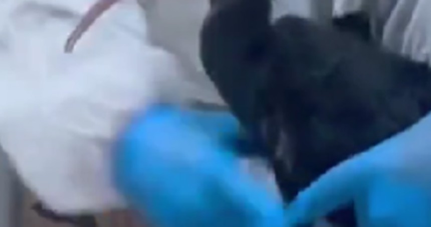 Kelaynaklar tedavi edilerek yeniden doğayla buluşturuluyor