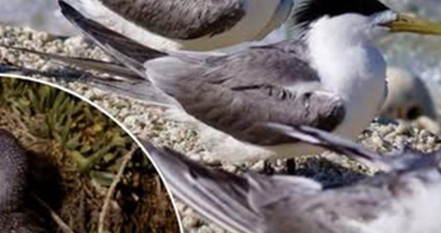 Avustralya’da H5N1 alarmı: 1000’den fazla kuş öldü