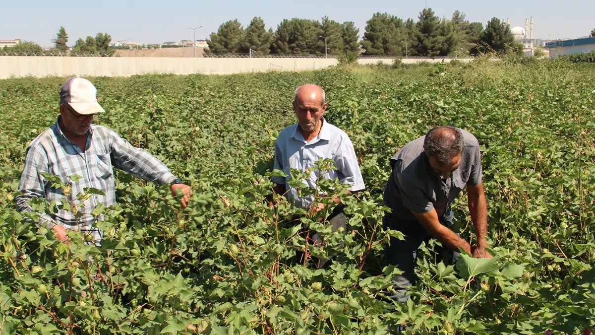 Pamuk üreticilerinden fiyat ve destekleme çağrısı