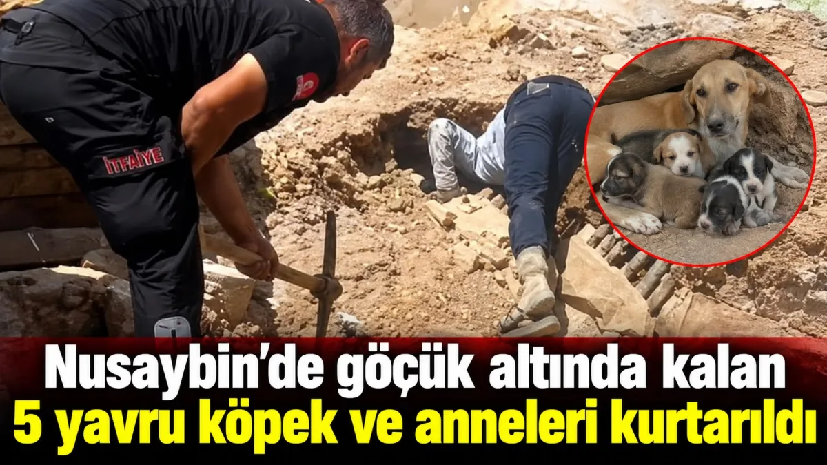 Nusaybin’de göçük altında kalan 5 yavru köpek ve anneleri kurtarıldı