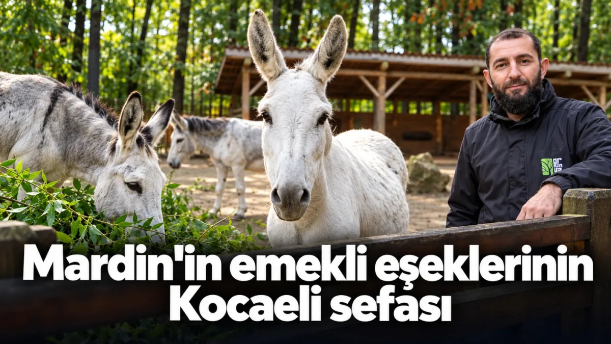 Mardin'in emekli eşeklerinin Kocaeli sefası