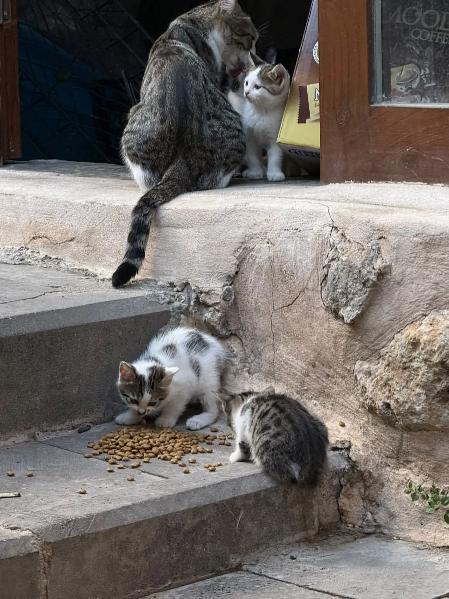 Sokak kedilerine mama, su ve tedavi desteği