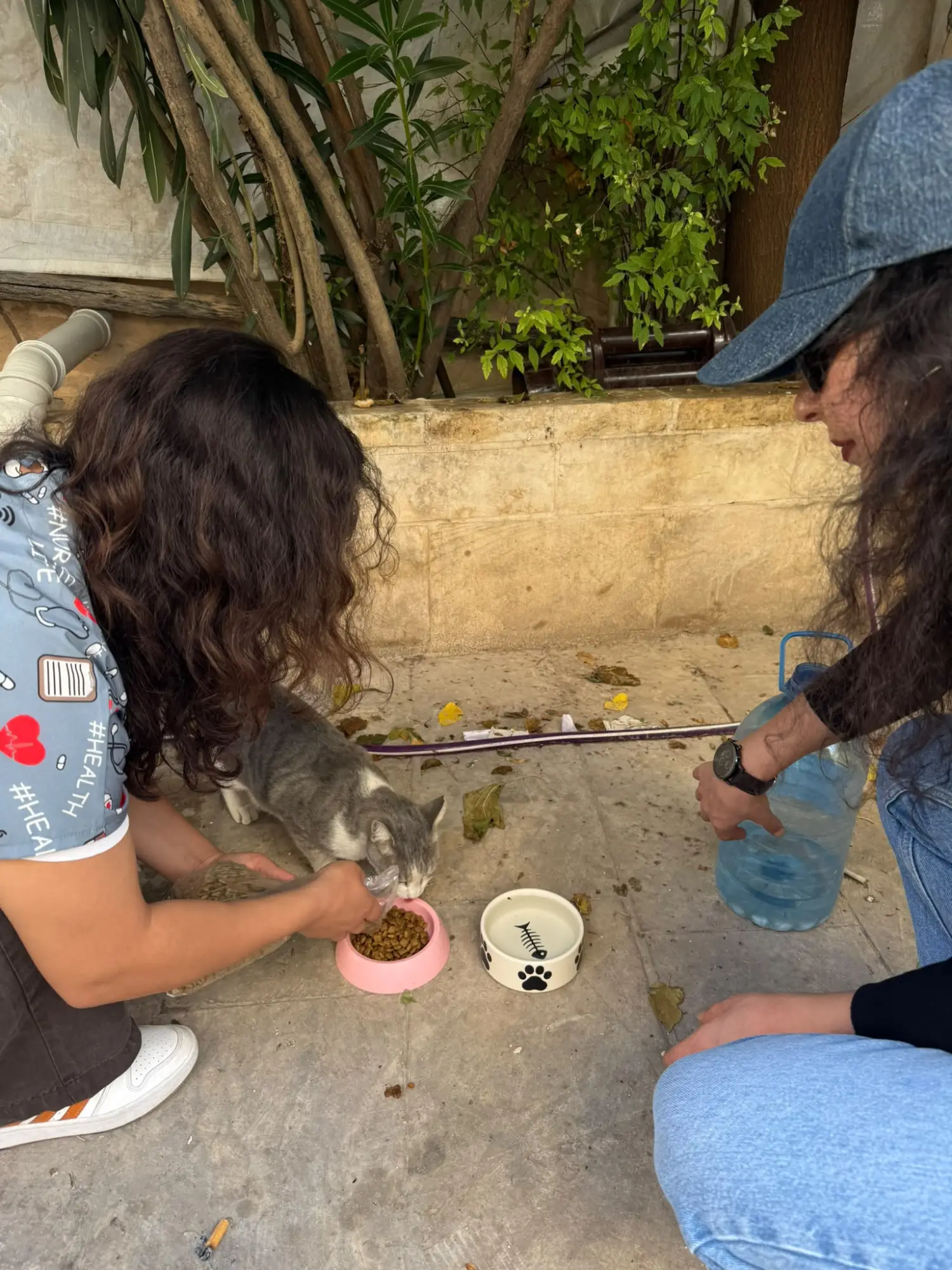 Sokak kedilerine mama, su ve tedavi desteği