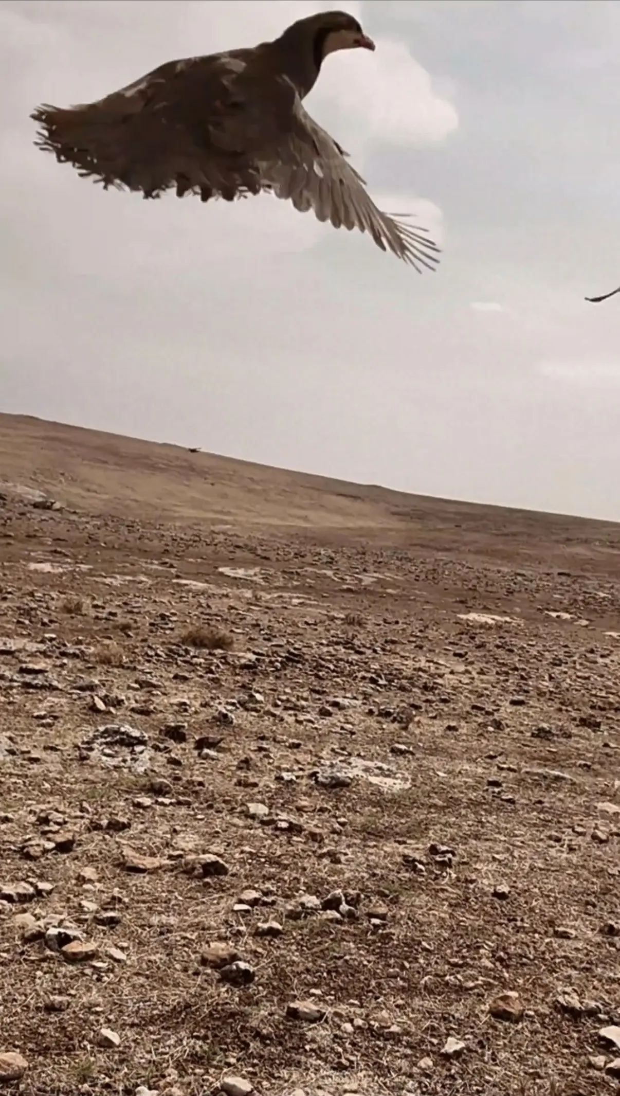 Yasa dışı kınalı keklik avlayan kişiye ceza kesildi