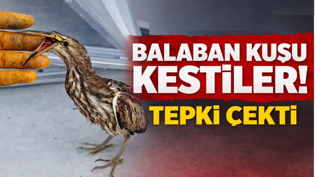 Mardinli İşçilerin Kesip Yedikleri Kuş başlarına bela oldu!