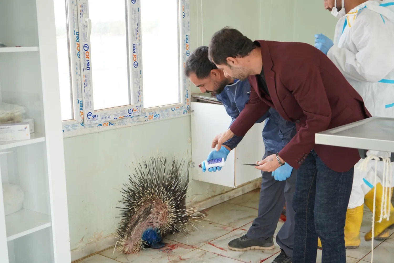 Yaralı bulunan oklu kirpi tedavi altına alındı